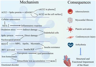 COVID-19 and the cardiovascular system: a study of pathophysiology and interpopulation variability